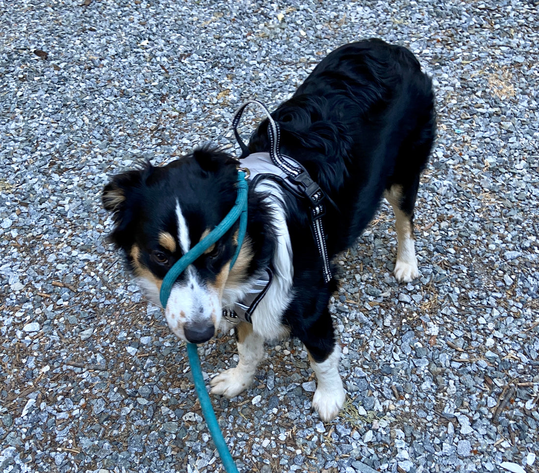 Meet my dog - a meditation teacher